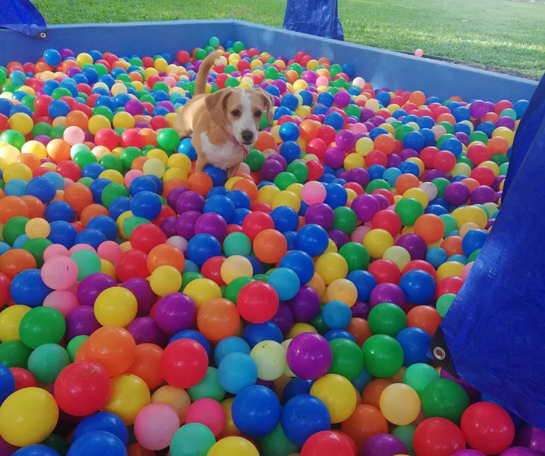 A dog enjoying the ball pit at VIP Vacation Kennels