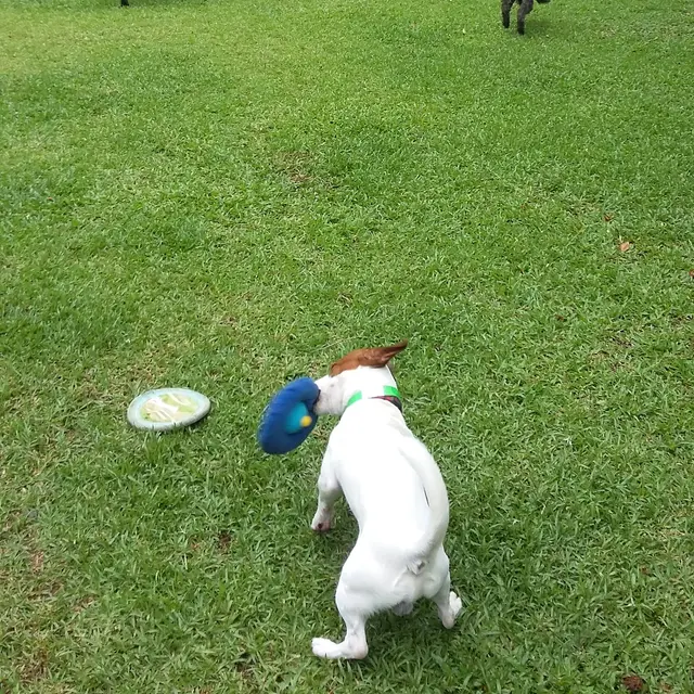 Dogs chasing toys past the agility tubes