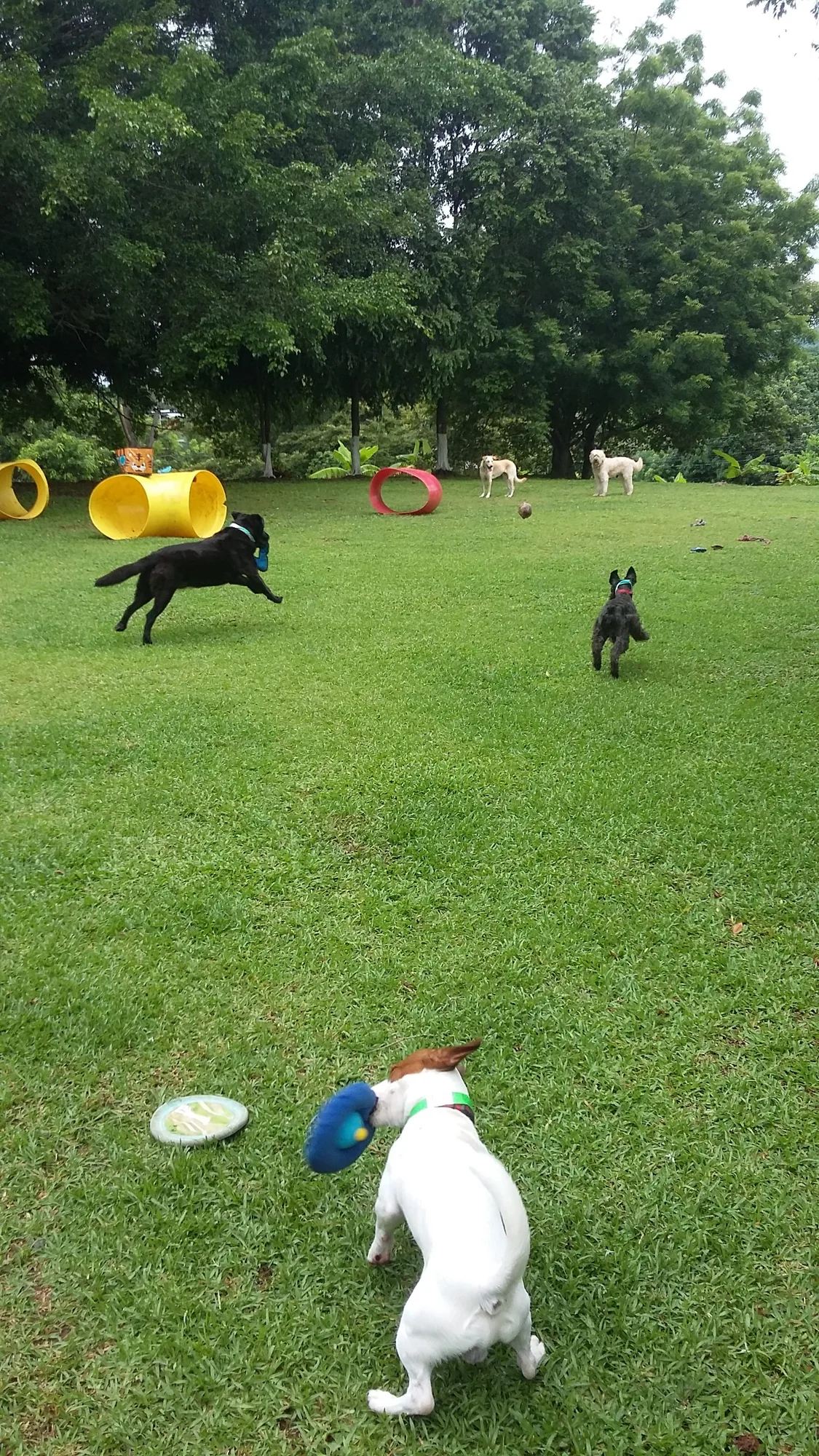 Dogs chasing toys past the agility tubes in the gardens at VIP Vacation Kennels