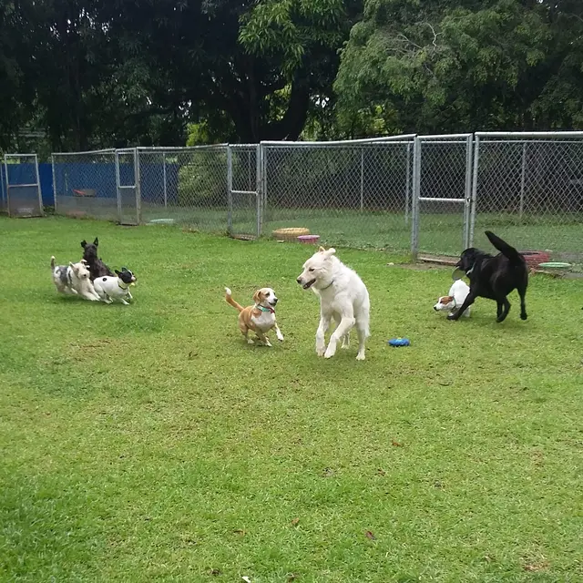 A whole pack of dogs running together across the yard