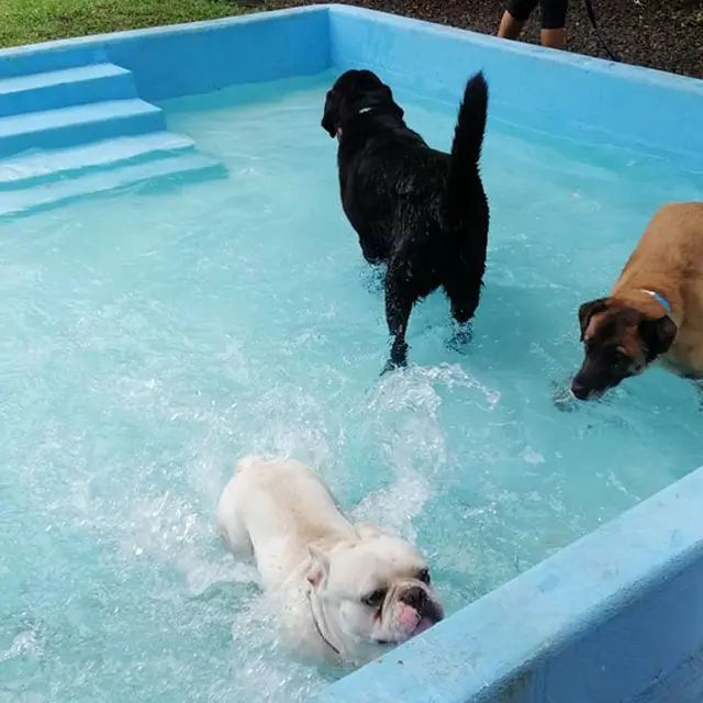 Dogs splashing in the pool