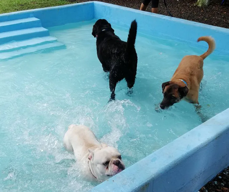 Dogs splashing in the pool at VIP Vacation Kennels
